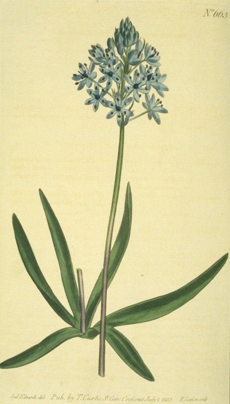 Hyacinthoides italica - Curtis's Botanical