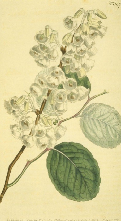 Zenobia pulverulenta - Curtis's Botanical