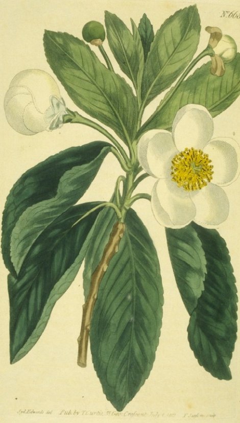 Gordonia lasianthus - Curtis's Botanical