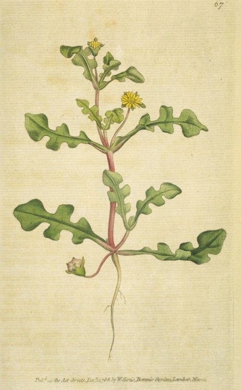Aethephyllum pinnatifidum - Curtis's Botanical