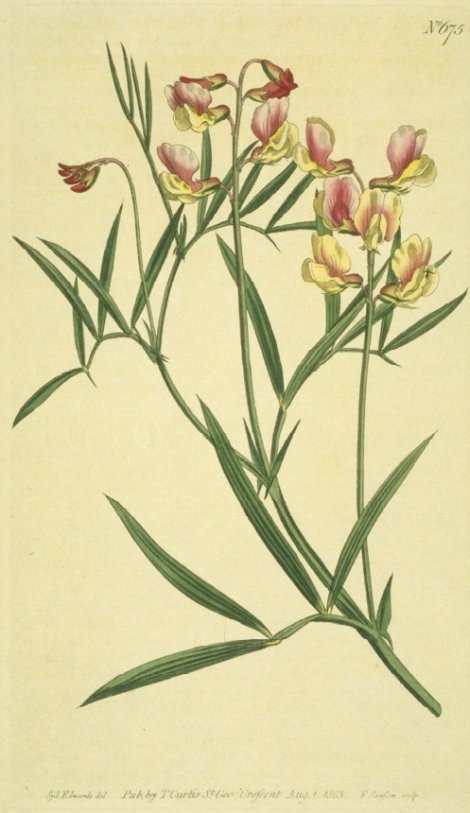 Lathyrus pannonicus - Curtis's Botanical