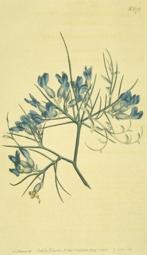 Erinacea anthyllis - Curtis's Botanical