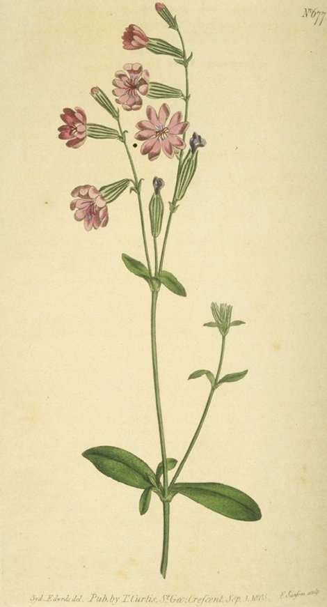 Silene colorata decumbens - Curtis's Botanical