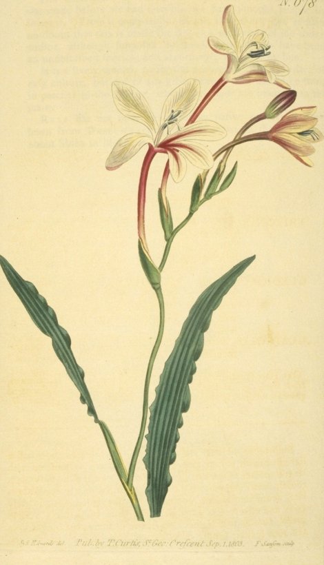 Tritonia crispa - Curtis's Botanical