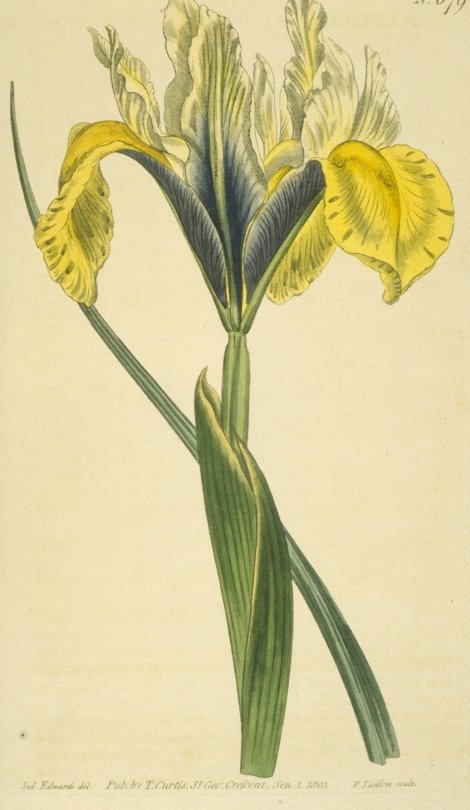 Iris xiphlum - Curtis's Botanical