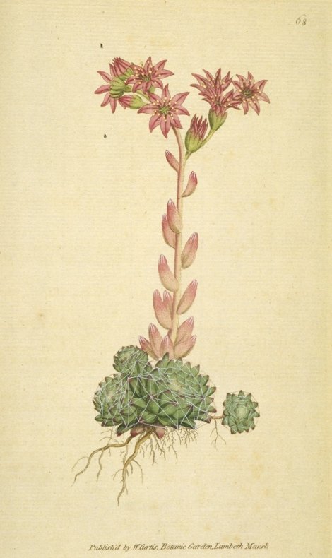 Sempervivum arachnoideum - Curtis's Botanical