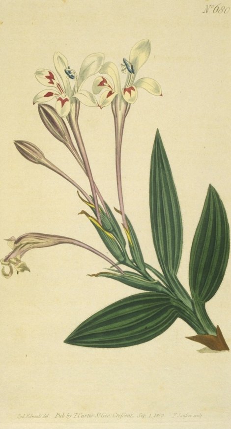 Babiana tubulosa - Curtis's Botanical