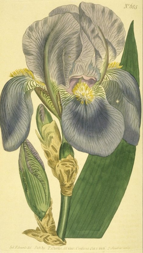 Iris pallida - Curtis's Botanical