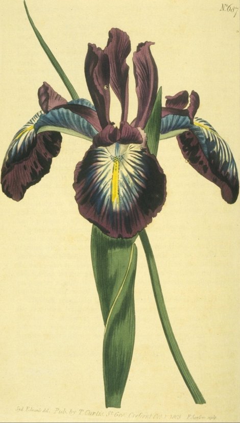Iris xiphioides - Curtis's Botanical