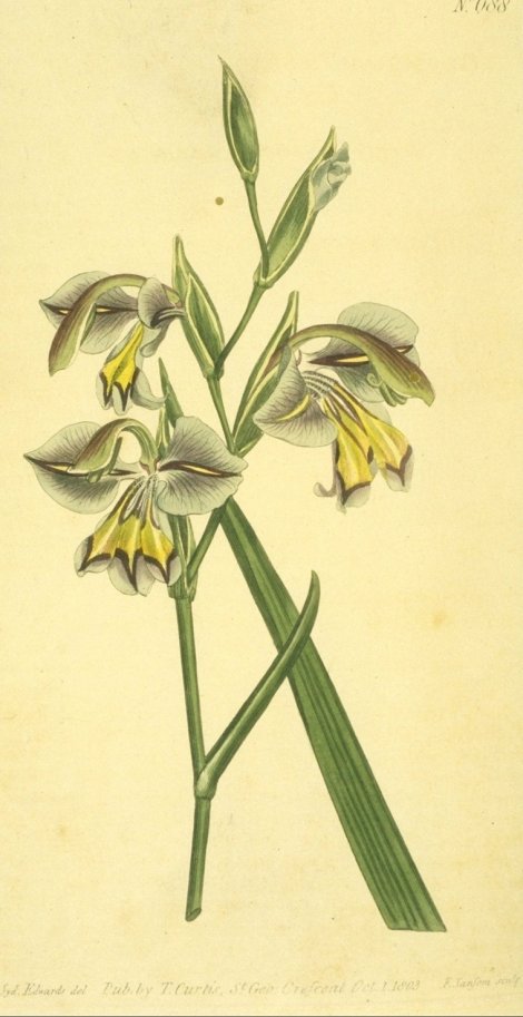 Gladiolus orchidiflorus - Curtis's Botanical