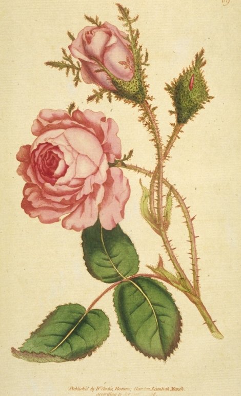 Rosa centifolia muscosa - Curtis's Botanical