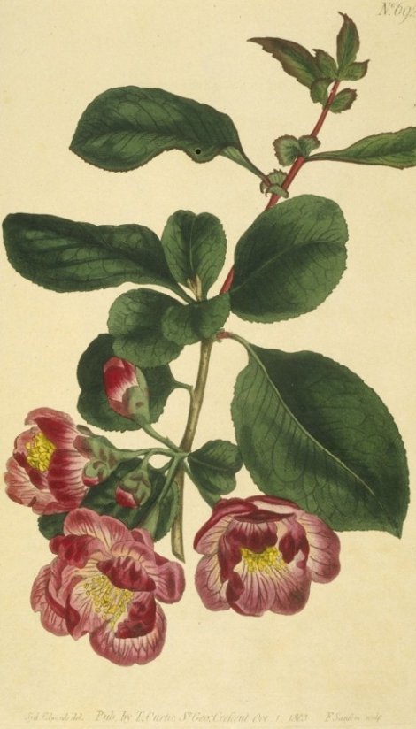 Chaenomeles lagenaria - Curtis's Botanical