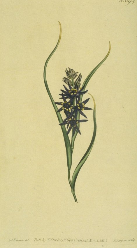 Wurmbea capensis - Curtis's Botanical
