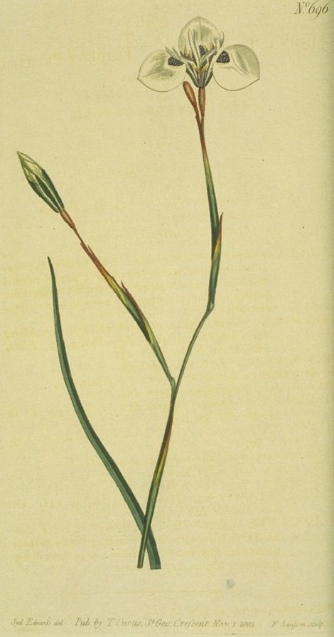 Moraea tricuspis (alpha) - Curtis's Botanical