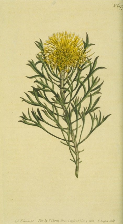 Isopogon anemonifolius - Curtis's Botanical