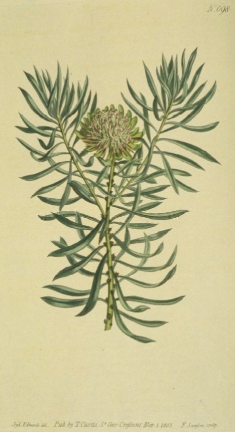 Protea scolymocephala - Curtis's Botanical