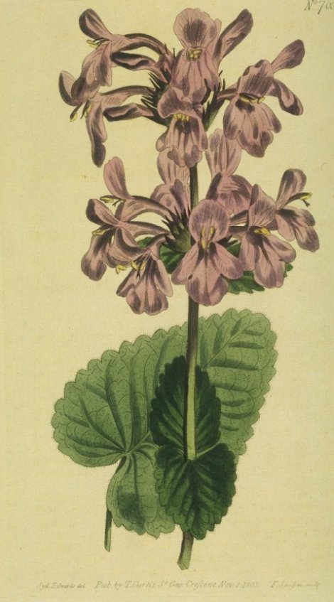 Betonica grandiflora - Curtis's Botanical