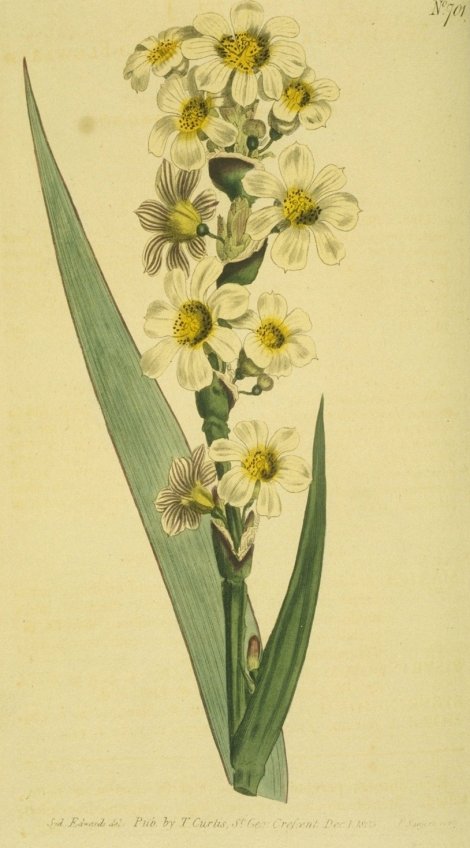 Sisyrinchium striatum - Curtis's Botanical