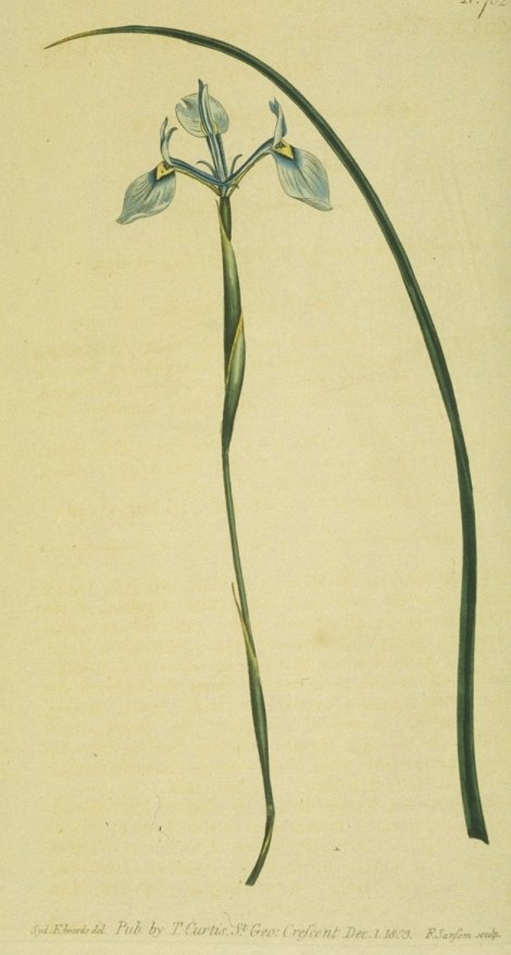 Moraea tripetala - Curtis's Botanical