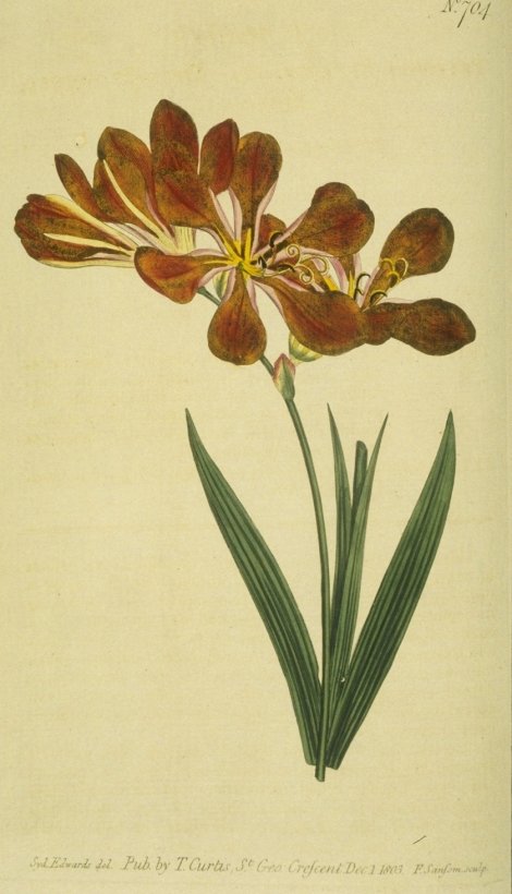 Tritonia crocata - Curtis's Botanical