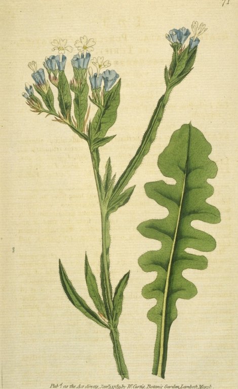Limonium sinuatum - Curtis's Botanical