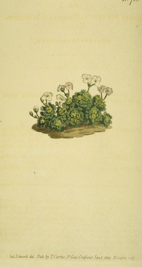 Petrocallis pyrenaica - Curtis's Botanical