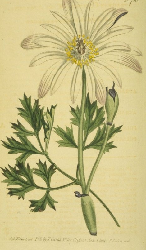 Anemone capensis - Curtis's Botanical