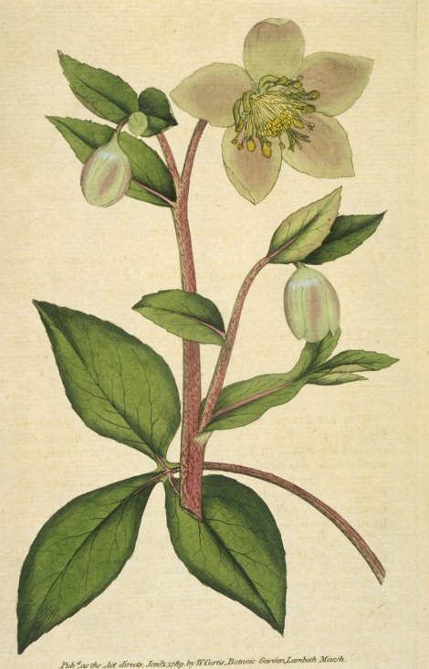 Helleborus lividus - Curtis's Botanical