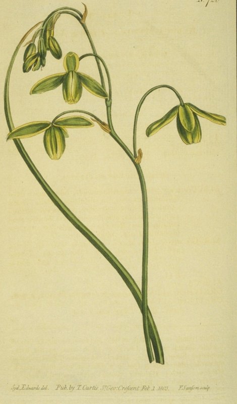 Albuca canadensis - Curtis's Botanical