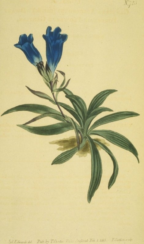 Gentiana decumbens - Curtis's Botanical