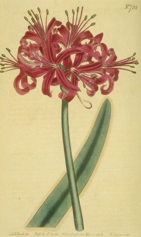 Nerine fothergillii - Curtis's Botanical