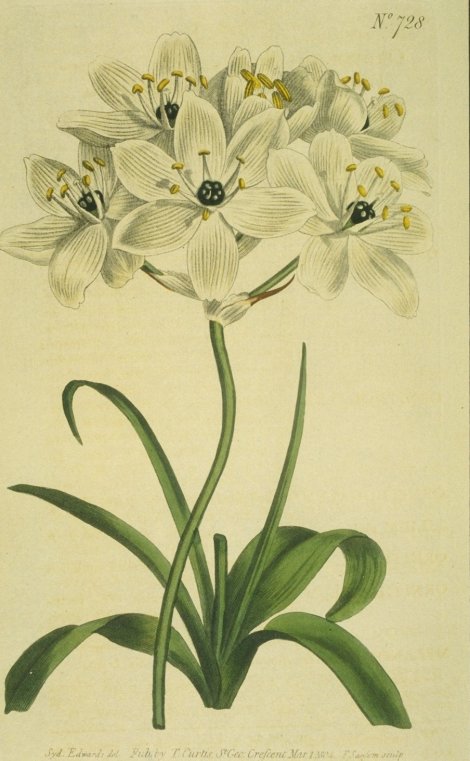 Ornithogalum arabicum - Curtis's Botanical
