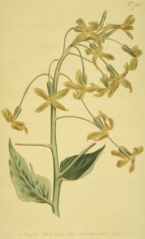 Hesperis tristis - Curtis's Botanical
