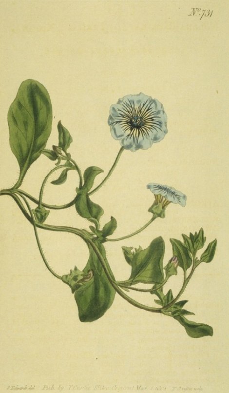 Nolana humifusa - Curtis's Botanical