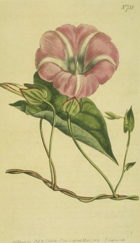 Calystegia sepium americana - Curtis's Botanical