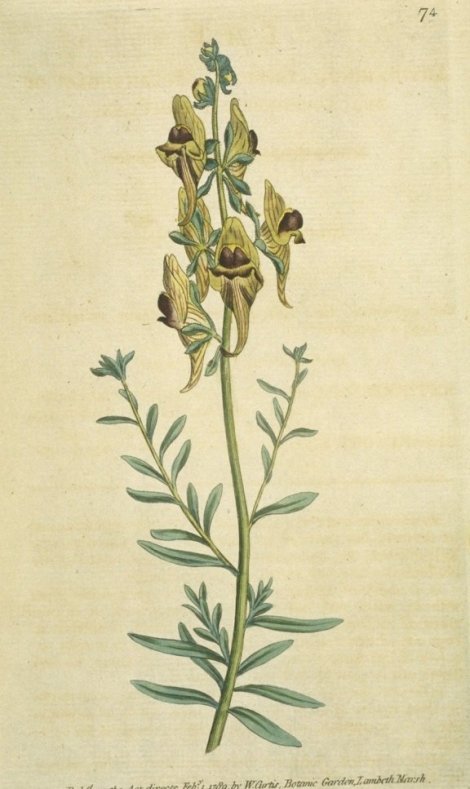 Linaria tristis - Curtis's Botanical