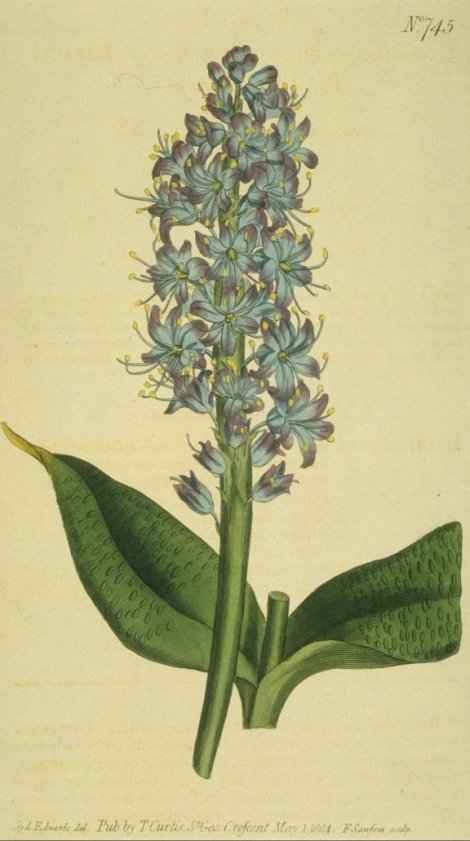 Lachenalia purpurocaerulea - Curtis's Botanical
