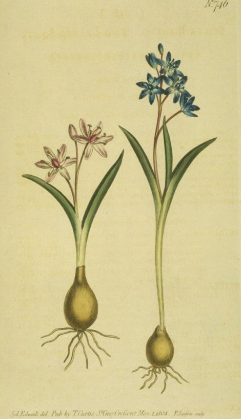 Scilla bifolia - Curtis's Botanical