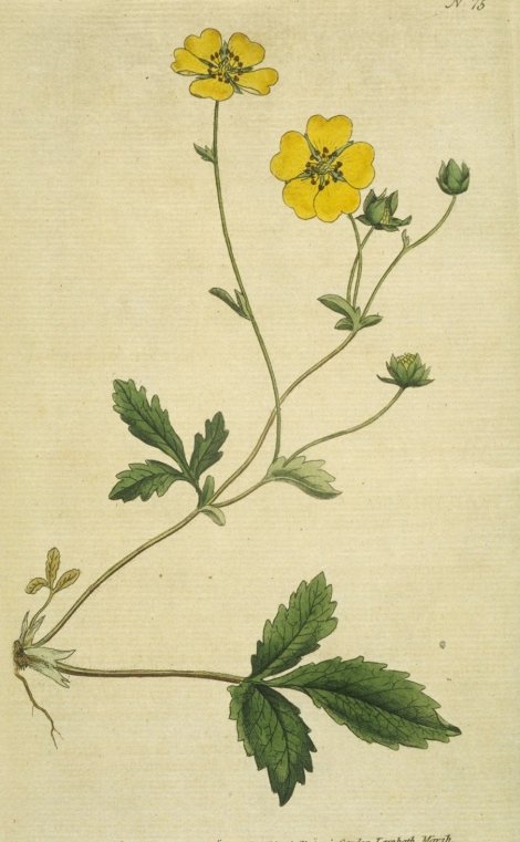Potentilla grandiflora - Curtis's Botanical