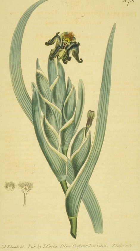 Ferraria ferrariola - Curtis's Botanical