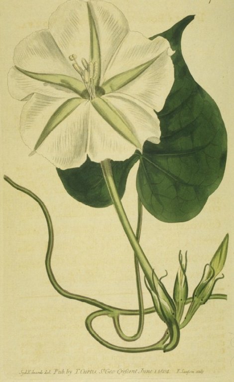 Ipomoea alba - Curtis's Botanical