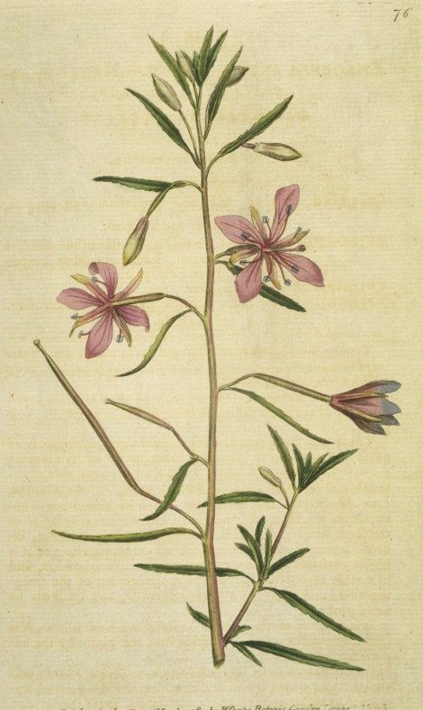 Epilobium latifolium - Curtis's Botanical