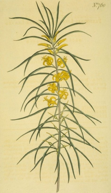 Persoonia linearis - Curtis's Botanical