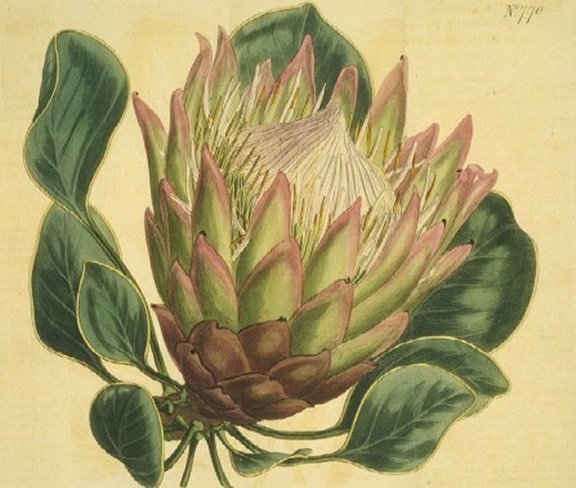 Protea cynaroides - Curtis's Botanical