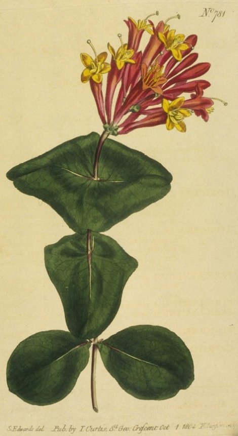 Lonicera sempervirens - Curtis's Botanical