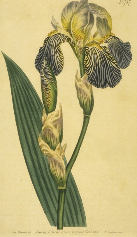 Iris squalens - Curtis's Botanical
