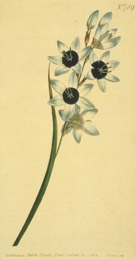 Ixia viridiflora amethystina - Curtis's Botanical