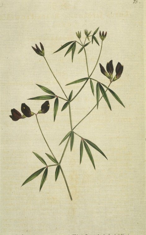 Lotus jacobaeus - Curtis's Botanical