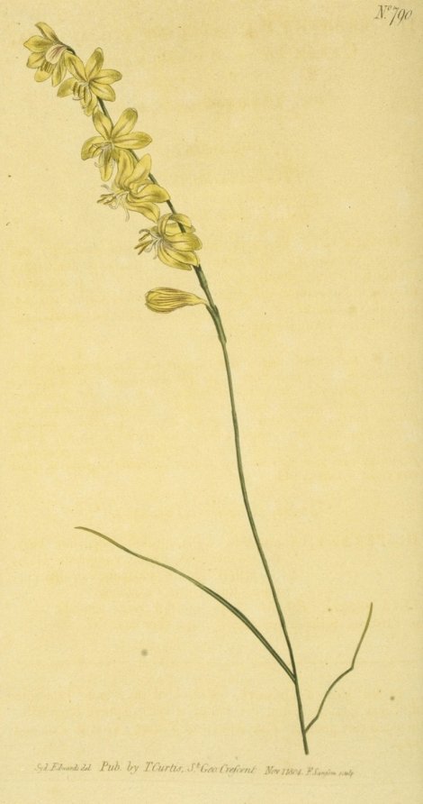 Hesperantha radiata - Curtis's Botanical