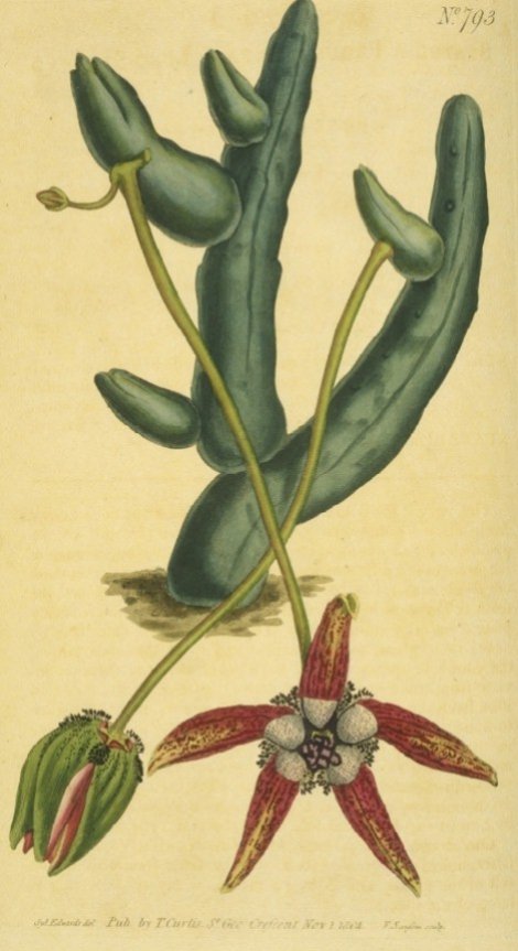 Stapelia pedunculata - Curtis's Botanical